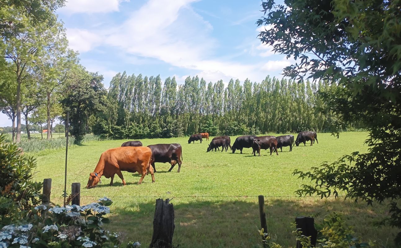Grazende Aberdeen Angus runderen Vleesch van de weij